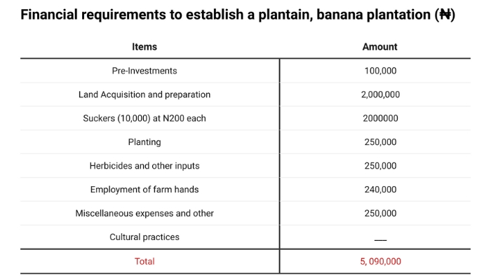 How to establish a plantain, banana plantation