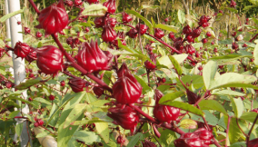 Nigeria’s hibiscus farming booms as growers eye N48bn earnings