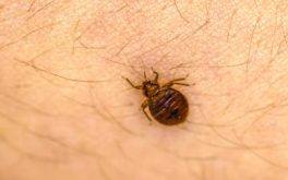 Bed bug crisis in France