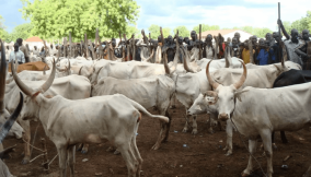 Cattle farmers seek support to tackle climate change impact