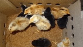Amo Farm empowers 1.3m households with Noiler chicks