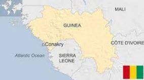 guinea (1)