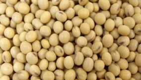 Ban export of soya beans to protect local investments, prevent job losses – group tells FG