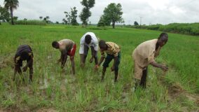nigerian-farmers