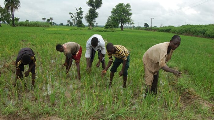 nigerian-farmers