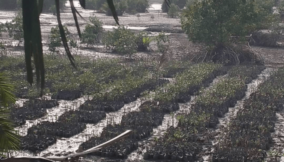 Environment minister hands 40 percent of $1bn remediation jobs to Ogoni