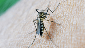 What to know about dengue fever as Nigeria reports outbreak