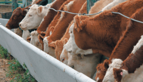 Obudu Cattle Ranch can sustain C’River in beef, milk if revived – Expert