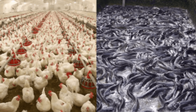 Lagos pledges to support businesses providing alternative feed solutions for farmers