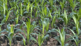 Benue agric revolution: Group unveils Tenera Palm in Makurdi