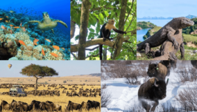 Places to fall in love with wildlife
