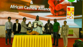 African Cashew Alliance taps Cambodia to boost cashew output