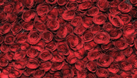 A bed of roses
