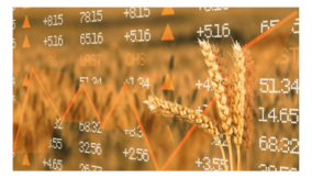 Grain price drop will not last long if government fail to tackle insecurity – Experts