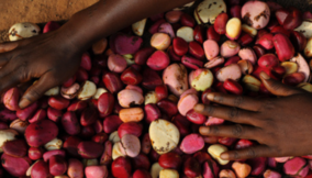 Researchers see economic potential in kola plants