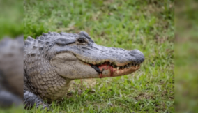 Huge Alligator bites off man’s hand on water obstacle at Florida golf course