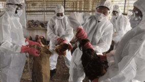Nigeria to beef up vigilance as US detects avian flu in human