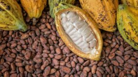 Can the new cocoa board help revitalize Nigeria’s cocoa industry?