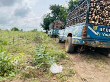 Nigeria targets cassava as industrial growth engine