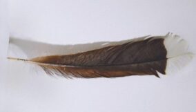 The world’s most expensive Feather reaches $28,365 at auction