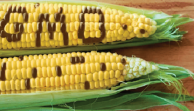A dangerous gamble: The threat of GMOs to Nigeria’s future