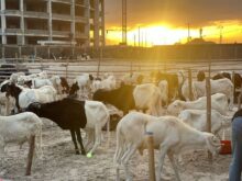 IMG-20240609-WA0024 (1)