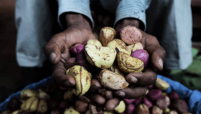 Why kolanuts are not grown in Igboland but cherished by Igbos