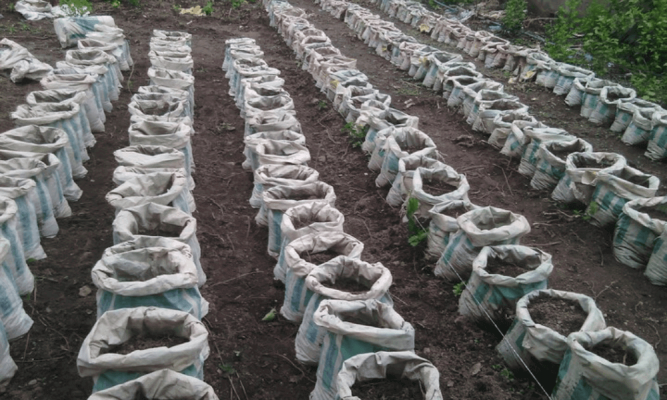 The power of gratitude; Xtralarge Farms shows the way