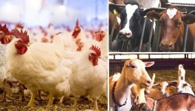 Every 24 hours, globally 3.4 to 6.5bn animals are killed for food-Report