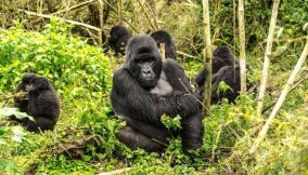 FG moves to secure return of smuggled baby gorilla from Turkey