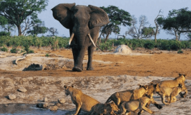 Hope for tourism in West Africa as Niokolo Koba National Park rebounds