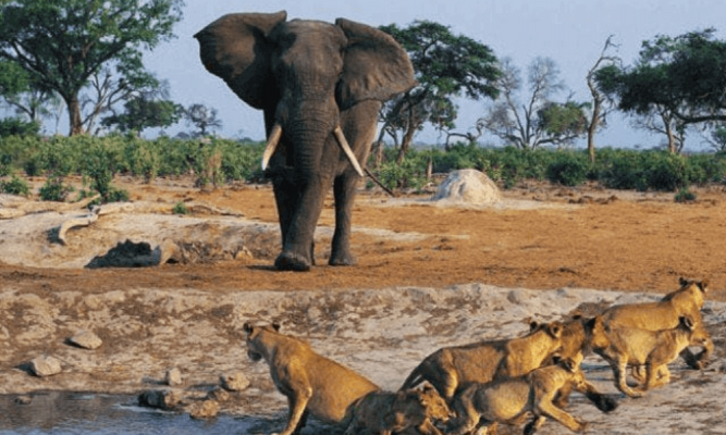 Hope for tourism in West Africa as Niokolo Koba National Park rebounds