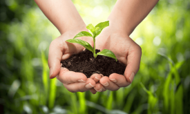 Low quality seeds, high interest rates drain harvests  