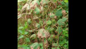 GMO seeds fail to revive dying cotton industry