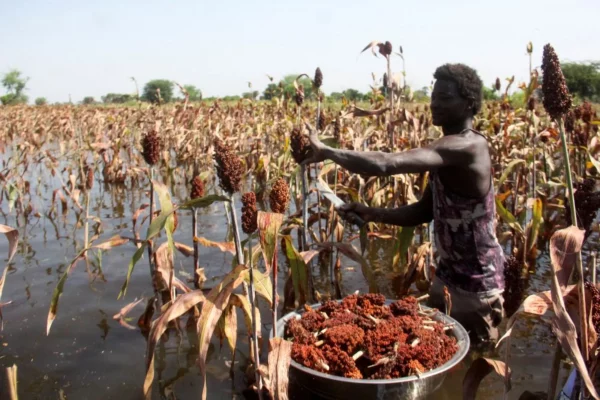 Food crisis in flood