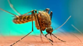 Mosquito-Malaria