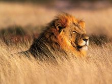 lion-Namibia