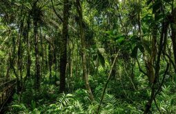 Nigeria’s forest regions