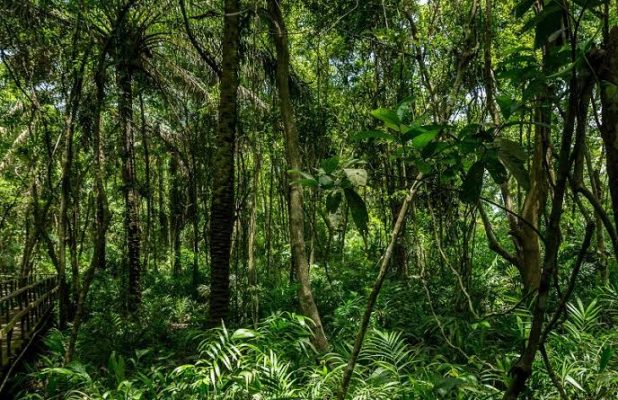 Nigeria’s forest regions