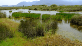 FG commends ACReSAL for restoring Yobe community’s wetlands ecosystem