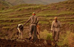 Agric value chain