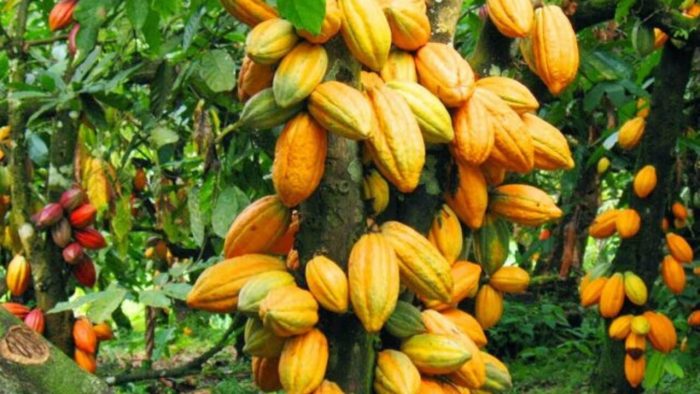 Cocoa-Farming