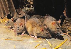 Lassa-fever