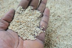 Sesame seeds