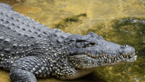 Philanthropist donates 25-year-old crocodile to UNILORIN Zoo
