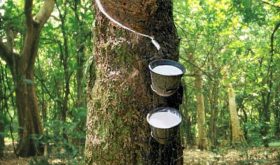 rubber-tree