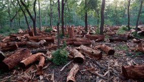 Cross River raises alarm over incessant deforestation activities