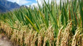 Anambra rice revolution on course, despite insecurity – Rice farmer