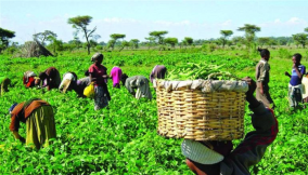Abia partners Kitovu Technology to increase food production