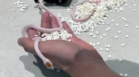 5 steps to surviving a snakebite 